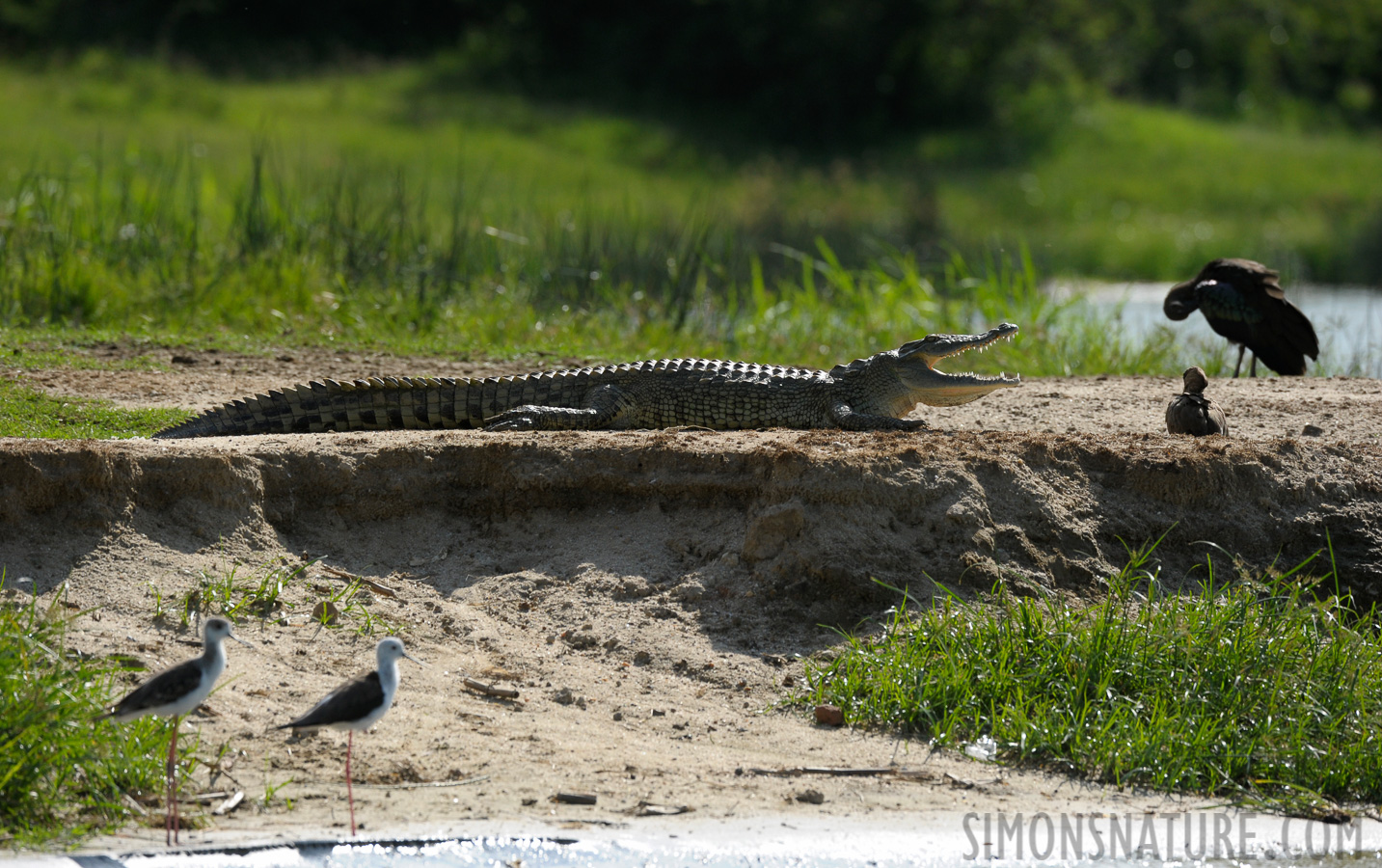 Crocodylus niloticus chamses [400 mm, 1/2000 Sek. bei f / 7.1, ISO 800]